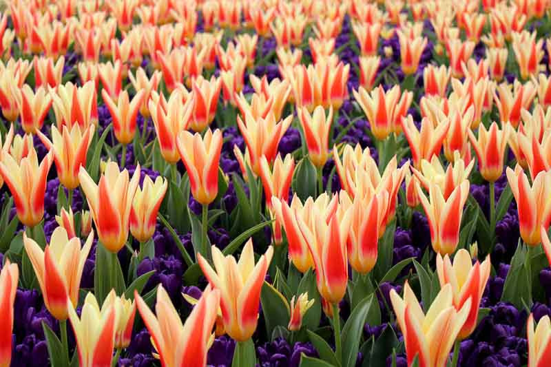 Stunning Spring Mix: Tulip 'Heart's Delight', Crocus 'Remembrance'