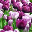 Spring Combination Ideas, Bulb Combinations, Plant Combinations, Flowerbeds Ideas, Spring Borders, Tulip Negrita, Purple Tulip, Tulip Shirley, Tulipa Negrita, Tulipa Shirley, Tulipe Negrita, Tulipe Shirley,