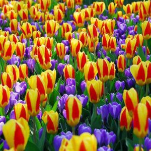 Spring Borders, Bulb Combinations, Perennial Combinations, Tulip Stresa, Crocus vernus Remembrance, Tulipa Stresa, Crocus Remembrance, Spring bulbs, Spring Flowers, Early spring Bulb Combination
