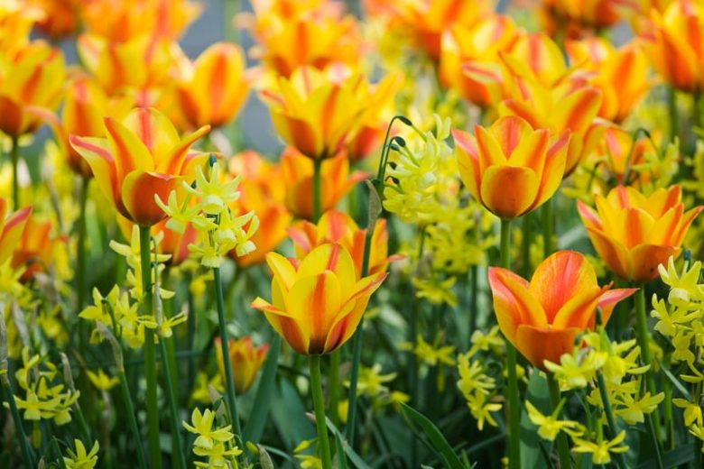 Spring Borders, Bulb Combinations, Perennial Combinations, Spring bulbs, Spring Flowers, Early spring Bulb Combination, Tulip Cape Cod, Narcissus Hawera, Tulipa Cape Cod, Daffodil Hawera, Triandus Daffodils, Greigii Tulips