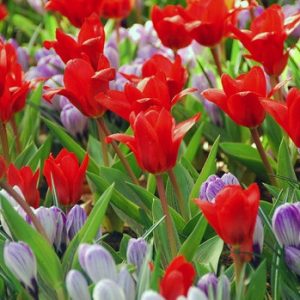 Spring Borders, Bulb Combinations, Perennial Combinations, Tulip Showwinner, Crocus vernus Pickwick, Tulipa Showwinner, Crocus Pickwick, Spring bulbs, Spring Flowers, Early spring Bulb Combination