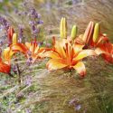 Perennial Combinations, Plant Combinations, Spring Borders, Summer Borders, Dwarf  Asiatic Lily, Pixie Lilies, Stipa Tenuissima, Mexican feather grass, Nepeta Walker's Low