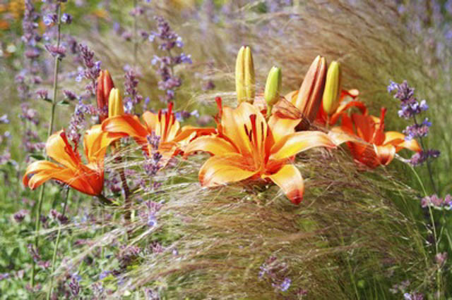 Perennial Combinations, Plant Combinations, Spring Borders, Summer Borders, Dwarf  Asiatic Lily, Pixie Lilies, Stipa Tenuissima, Mexican feather grass, Nepeta Walker's Low