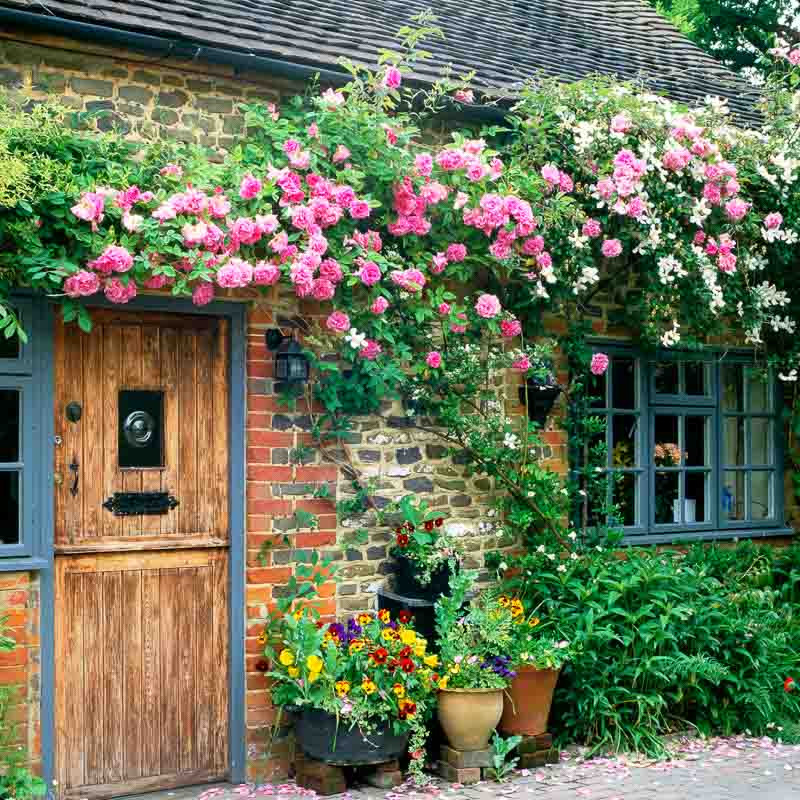 A Super Climbing Duo with Clematis montana Grandiflora