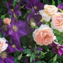 Planting Roses, Rose Gardening, Designing with Roses, English Roses, Garden retreat, garden roses, Rose bushes, English Roses, Rose A Shropshire Lad, Rose James Galway, Clematis The President, Violet clematis, pink roses