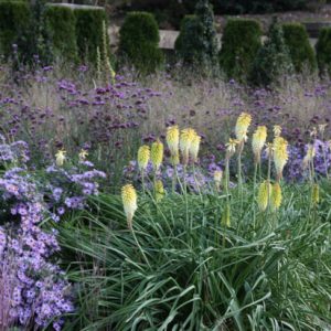 Garden ideas, Landscaping ideas, Fall borders, Fall plant mix, Fall garden ideas, Aster 'October Skies', Kniphofia Percy's Pride, Red hot poker, Torch Lily, Verbena Bonariensis, Purpletop Vervain