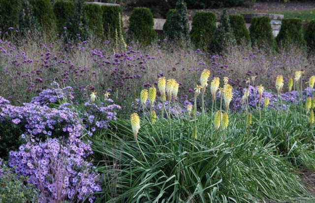 Garden ideas, Landscaping ideas, Fall borders, Fall plant mix, Fall garden ideas, Aster 'October Skies', Kniphofia Percy's Pride, Red hot poker, Torch Lily, Verbena Bonariensis, Purpletop Vervain
