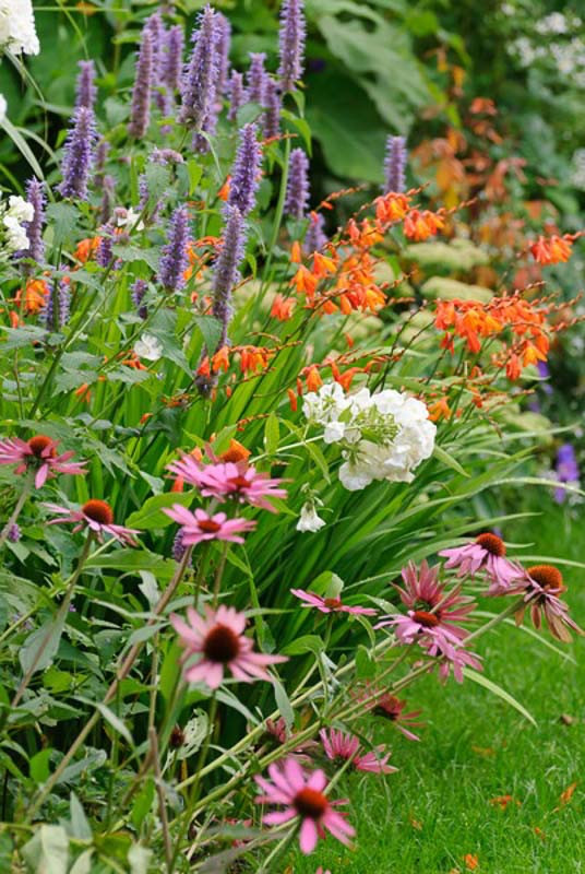 https://www.gardenia.net/wp-content/uploads/2023/05/a-superb-summer-border-idea-with-coneflowers-crocosmia-hyssop-phlox.webp