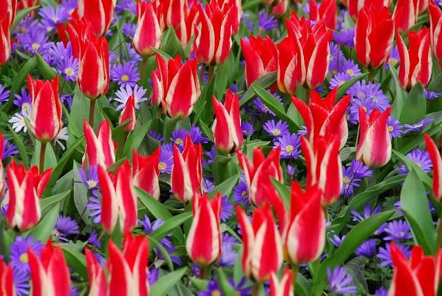 Spring Combination Ideas, Bulb Combinations, Plant Combinations, Flowerbeds Ideas, Spring Borders, Tulip Pinocchio, Anemone Blanda Blue Shades,Tulipa Pinocchio,Tulipe Pinocchio