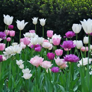 Spring Combination Ideas, Bulb Combinations, Plant Combinations, Flowerbeds Ideas, Spring Borders, Tulip 'Blue Parrot',Tulip 'Blue Spectacle',Tulip 'Clear Water',Tulip 'Mount Tacoma',Tulip 'Pink Diamond',Tulip 'Swan Wings',Tulip 'White Triumphator'
