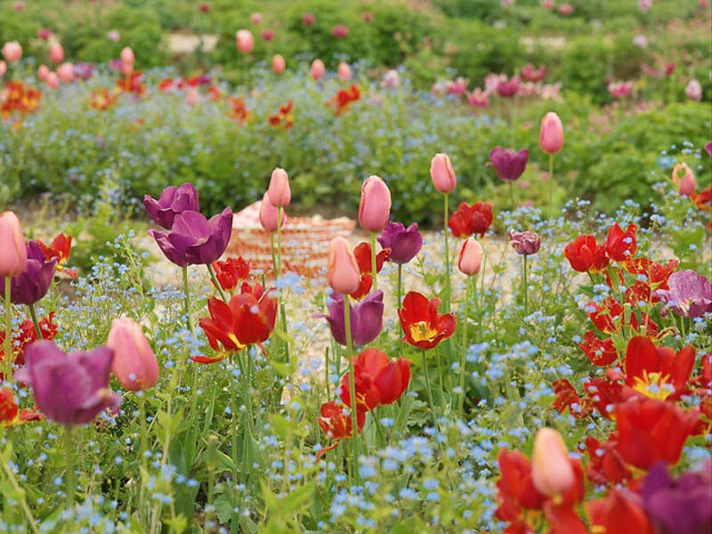 A Terrific Spring Border Idea with Elegant Tulips and Siberian Bugloss