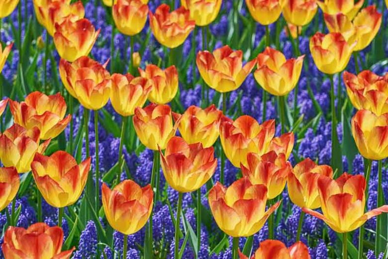 Spring Borders, Bulb Combinations, Perennial Combinations, Tulip Suncatcher, Tulipa Suncatcher, Muscari Armeniacum, Bicolor Tulips, Grape Hyacinth, Yellow Tulips, Red Tulips