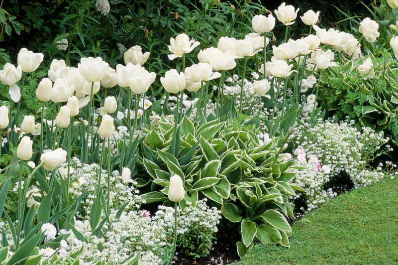 White border garden with monochromatic white flowers and silver foliage in formal design