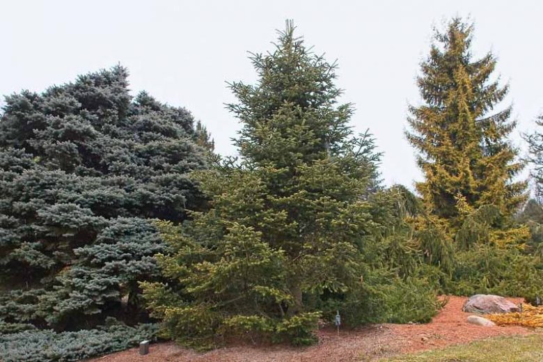 Abies cephalonica 'Meyer's Dwarf', Greek Fir 'Meyer's Dwarf', Evergreen Conifer, Evergreen Shrub, Evergreen Tree
