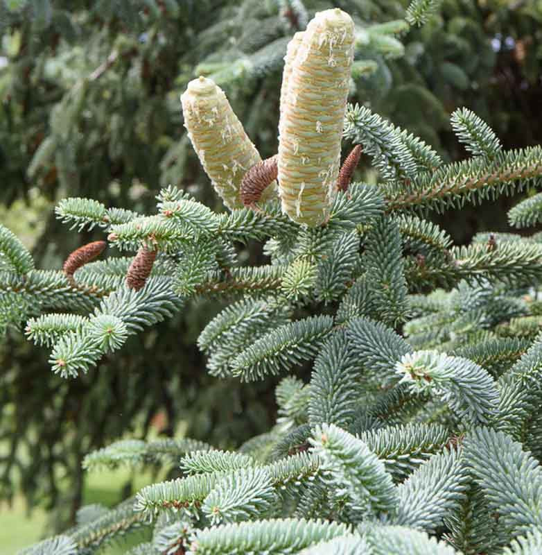 How To Plant And Grow Spanish Fir(Abies Pinsapo), 03/24/2024