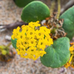 Abronia latifolia, Coastal Sand Verbena, Yellow Sand Verbena, Drought Tolerant plant, Yellow Flowers