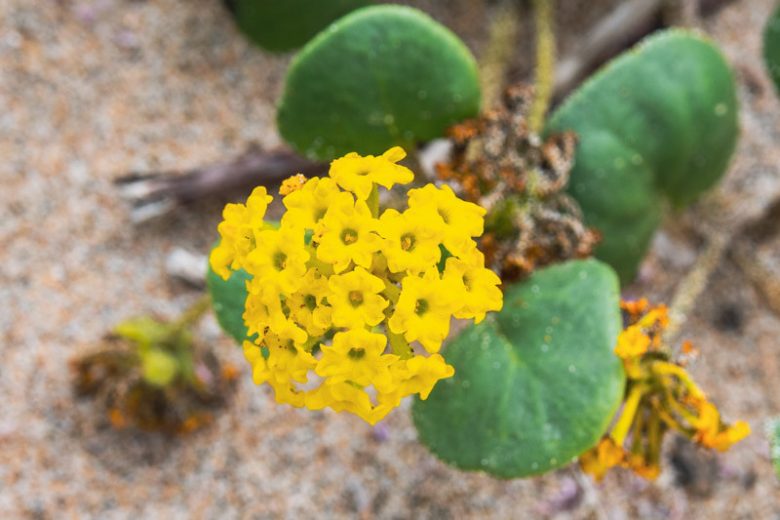Abronia latifolia, Coastal Sand Verbena, Yellow Sand Verbena, Drought Tolerant plant, Yellow Flowers