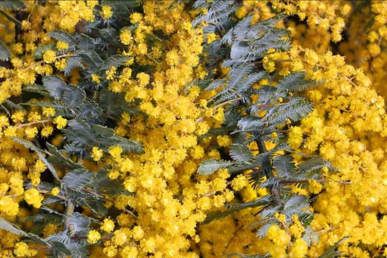 Acacia baileyana, Cootamundra Wattle, Bailey Acacia, Golden Mimosa, Evergreen Tree, Evergreen Shrub, Yellow Flowers, Fragrant Shrub, Fragrant Tree