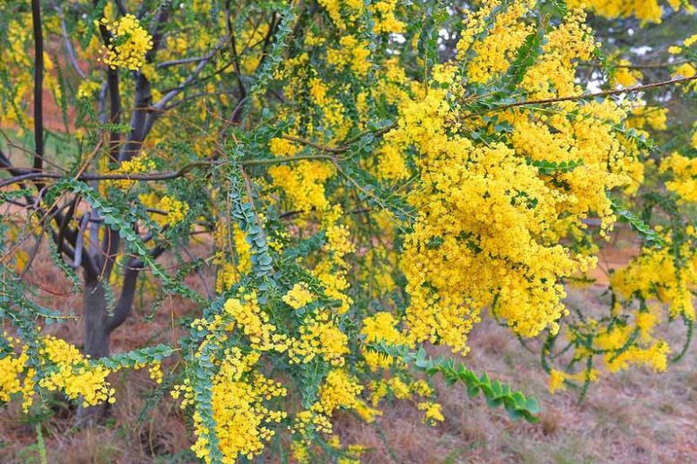 Acacia cultriformis, Knife Acacia, Knife-Leaf Wattle, Dogtooth Wattle, Evergreen Tree, Evergreen Shrub, Yellow Flowers, Fragrant Shrub, Fragrant Tree