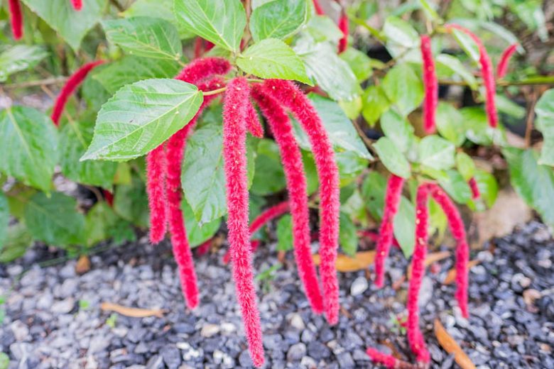 Acalypha hispida, Red-Hot Cat's Tail, Chenille Plant, Acalypha sanderi, Acalypha sanderiana, Red Flowers