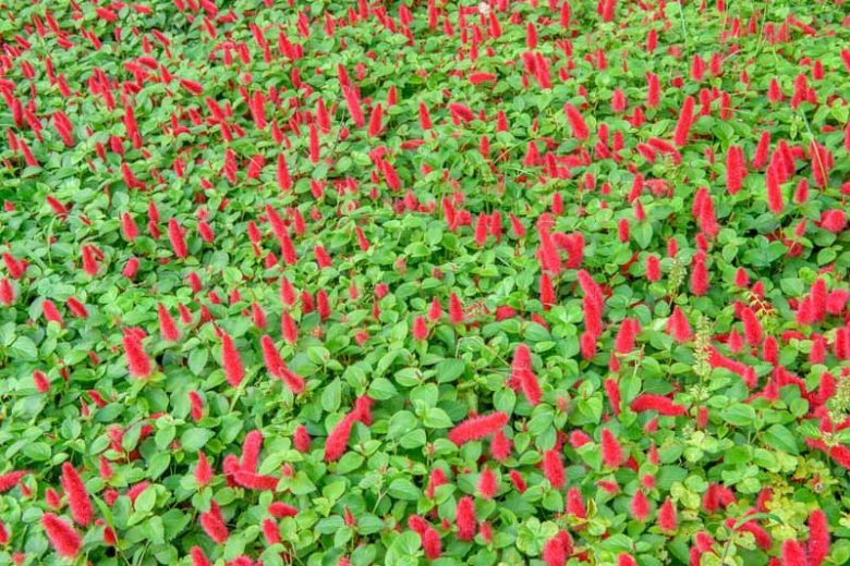Acalypha reptans, Dwarf Chenille, Firetail, Cat Tail, Acalypha pendula, Acalypha chamaedrifolia, Acalypha repens, Red Flowers