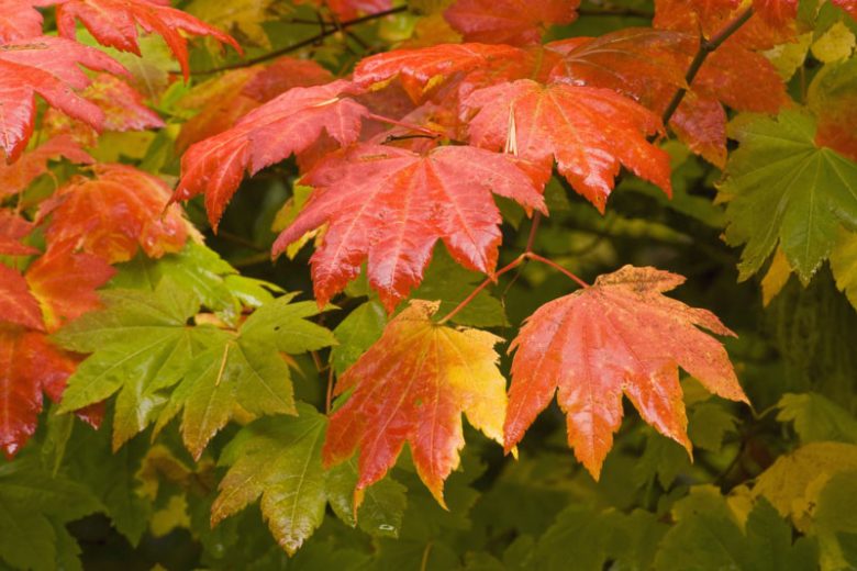 Acer circinatum, Oregon Vine Maple, Vine Maple, Tree with fall color, Fall color, Red Leaves, Red Autumn Leaves, Attractive bark Tree