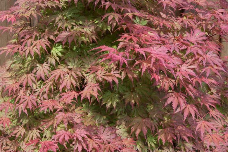 Acer palmatum 'Ariadne', Japanese Maple 'Ariadne', Tree with fall color, Fall color, Pink leaves, Orange Acer, Orange Japanese Maple, Red leaves, Red Acer, Red Japanese Maple