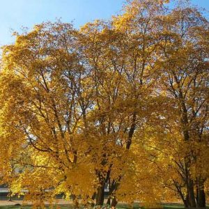 Acer platanoides, Norway Maple, Plane-Leaved Maple, Tree with fall color, Fall color, Yellow Leaves, Yellow Autumn Leaves