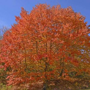 Acer saccharum, Sugar Maple, Northern Sugar Maple, Rock Maple, Striped Maple, Acer palmifolium, Acer saccharophorum, Tree with fall color, Fall color, Red Leaves, Red Autumn Leaves,