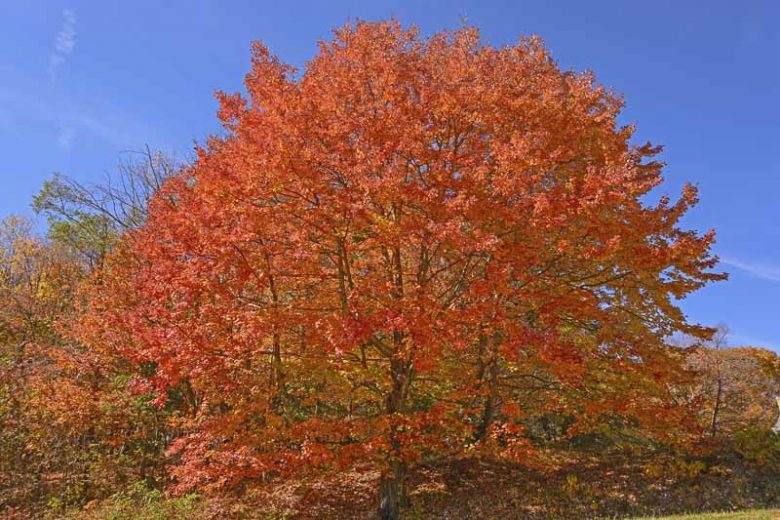 Acer saccharum, Sugar Maple, Northern Sugar Maple, Rock Maple, Striped Maple, Acer palmifolium, Acer saccharophorum, Tree with fall color, Fall color, Red Leaves, Red Autumn Leaves,
