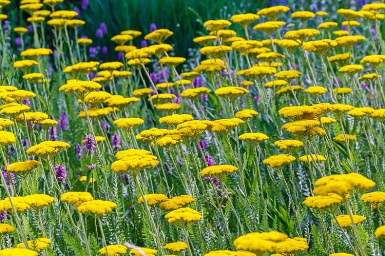 Achillea Coronation Gold, Yarrow Coronation Gold, AGM Yarrow, summer flowering perennial, drought tolerant perennial, yellow flowering perennial
