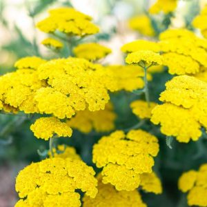 Achillea millefolium Little Moonshine, Achillea Little Moonshine, Yarrow Little Moonshine, Yellow Flowers, Yellow Yarrow, Yellow Achillea, summer flowering perennial, drought tolerant perennial, yellow flowering perennial