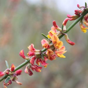 Acmispon glaber, Deerweed, Common Deerweed, Lotus scoparius, Yellow Flowers, Waterwise Perennial, California Native Plant, California Native Perennial