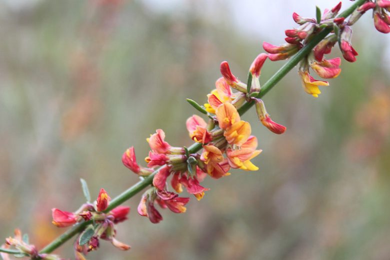 Acmispon glaber, Deerweed, Common Deerweed, Lotus scoparius, Yellow Flowers, Waterwise Perennial, California Native Plant, California Native Perennial