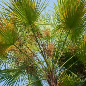 Acoelorrhaphe wrightii, Paurotis Palm, Everglades Palm, Acoelorrhaphe arborescens, Drought tolerant tree, Palm Tree
