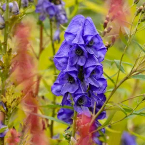 Aconitum carmichaelii 'Arendsii', Monkshood 'Arendsii', Monk's Hood 'Arendsii', Aconite 'Arendsii', Wolfsbane 'Arendsii', Fuzi 'Arendsii', Monk's blood 'Arendsii', Blue flowers, Purple Flowers