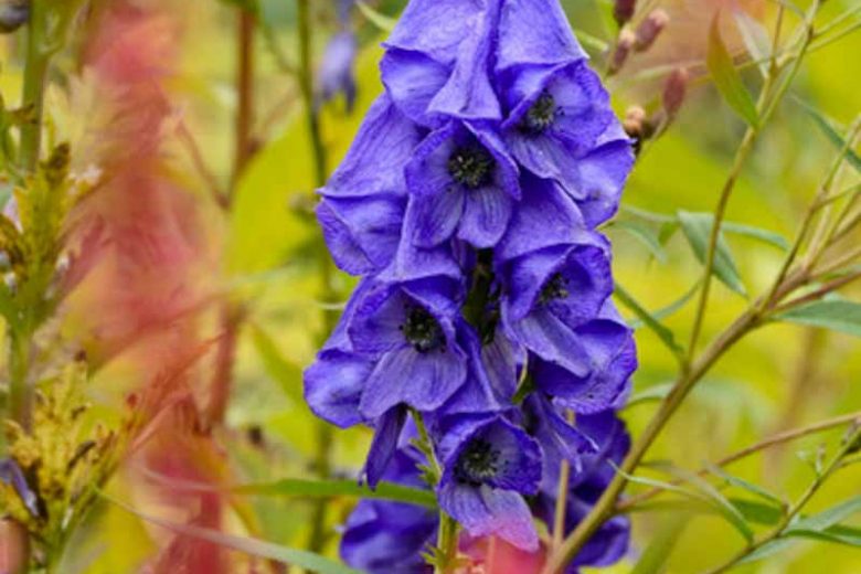 Aconitum carmichaelii 'Arendsii', Monkshood 'Arendsii', Monk's Hood 'Arendsii', Aconite 'Arendsii', Wolfsbane 'Arendsii', Fuzi 'Arendsii', Monk's blood 'Arendsii', Blue flowers, Purple Flowers