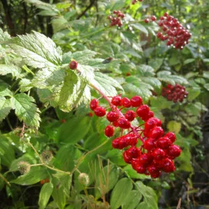 Actaea rubra, Red Baneberry, Black Cohosh, Coralberry, Rattlesnake Herb, Redberry Snakeberry