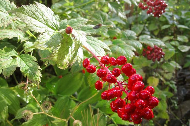 Actaea rubra, Red Baneberry, Black Cohosh, Coralberry, Rattlesnake Herb, Redberry Snakeberry