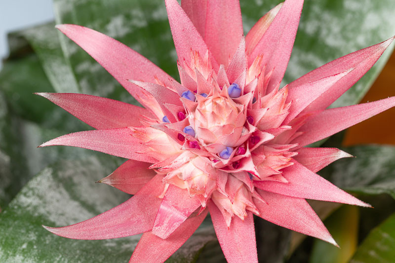 Aechmea fasciata (Urn Plant)