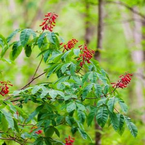 Aesculus pavia, Red Buckeye, Red Horse Chestnut, Red Flowers,