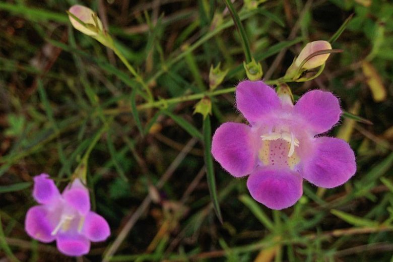 Agalinis purpurea, Purple False Foxglove, Purple Gerardia, Gerardia, Shade Plants, Shade Flowers