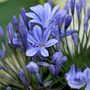 Agapanthus Africanus, Lily of the Nile, African Lily, Blue flower, Blue Agapanthus, Blue African Lily