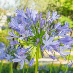 Agapanthus 'Peter Pan', African Lily 'Peter Pan', Lily of the Nile 'Peter Pan', Dwarf African Lily, Dwarf Lily of the Nile, Blue flower, Blue Agapanthus, Blue African Lily