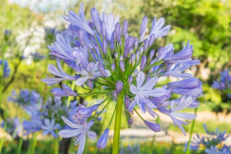 Agapanthus 'Peter Pan', African Lily 'Peter Pan', Lily of the Nile 'Peter Pan', Dwarf African Lily, Dwarf Lily of the Nile, Blue flower, Blue Agapanthus, Blue African Lily