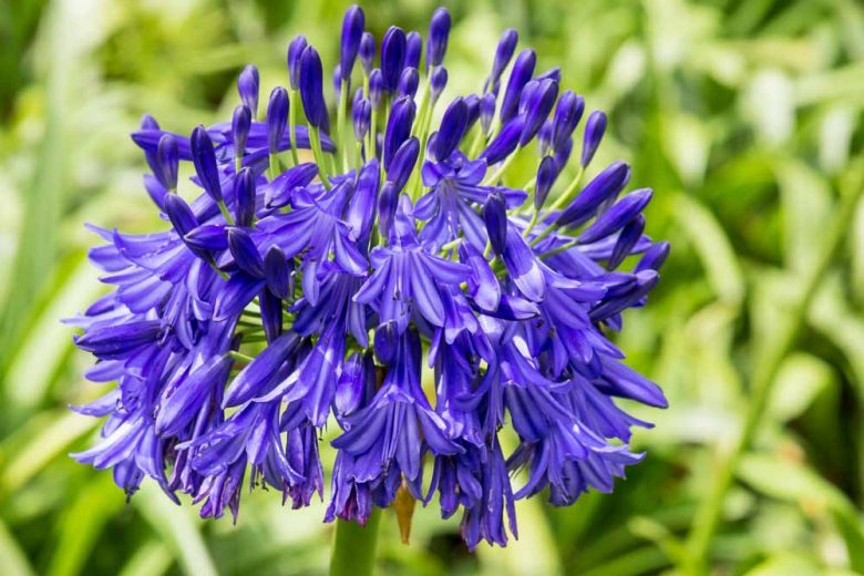 Agapanthus 'Black Buddhist', Lily of the Nile 'Black Buddhist', African Lily 'Black Buddhist', Blue flower, purple flower, Blue Agapanthus, Purple Agapanthus