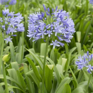 Agapanthus 'Blue Heaven', Lily of the Nile 'Blue Heaven', African Lily 'Blue Heaven', Blue flower, purple flower, Blue Agapanthus