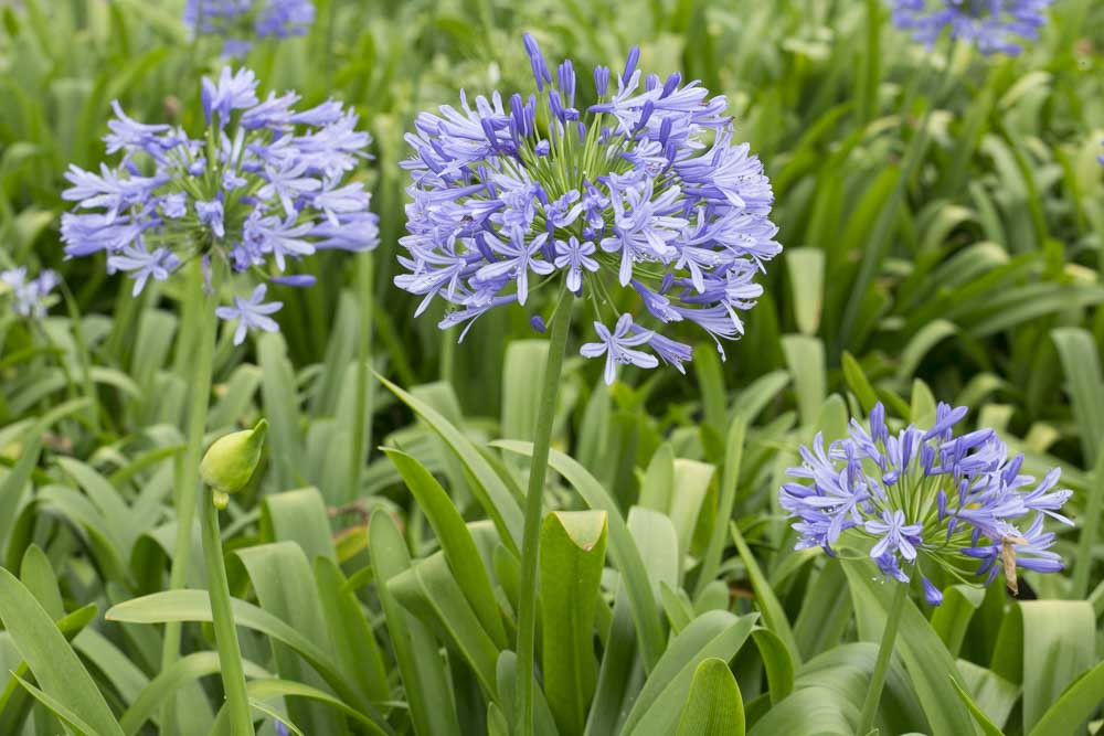 Agapanthus 'Blue Heaven' (African Lily)