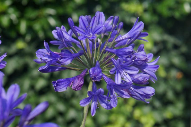 Agapanthus 'Brilliant Blue', African Lily 'Brilliant Blue', Lily of the Nile 'Brilliant Blue', Agapanthus africanus 'Aga04051', Blue flower, Blue Agapanthus, Blue African Lily