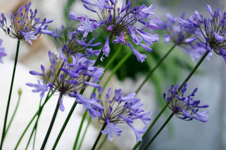 Agapanthus 'Donau', African Lily 'Donau', Lily of the Nile 'Donau', Agapanthus 'Danube', Agapanthus Danube, Blue flower, purple flower, Blue Agapanthus
